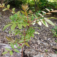 Sorbus helenae EN3088